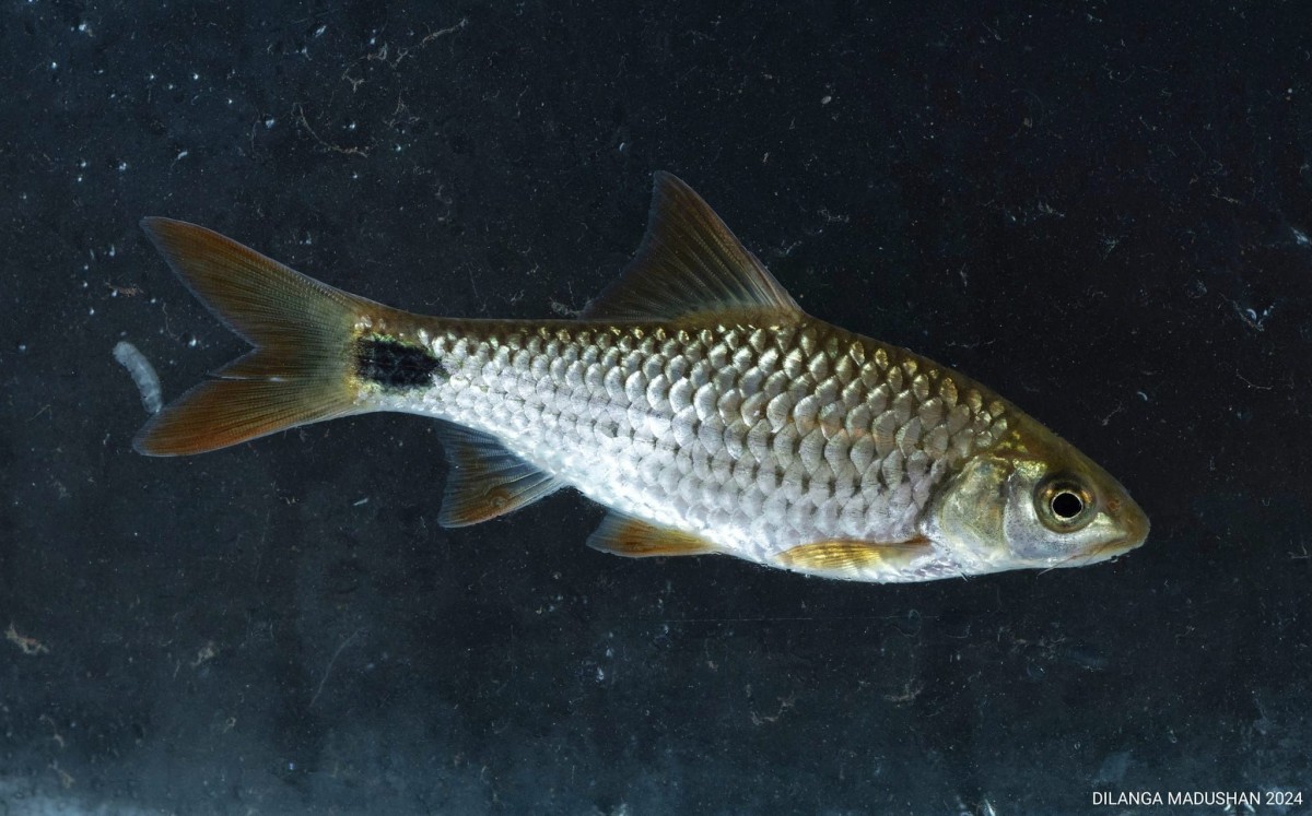 Systomus martenstyni (Kottelat &  Pethiyagoda, 1991